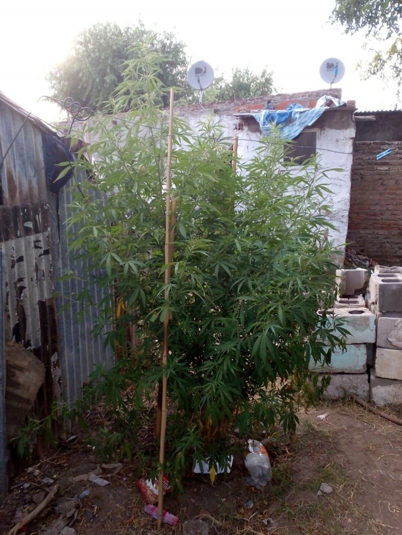 Marihuana - Planta de dos metros