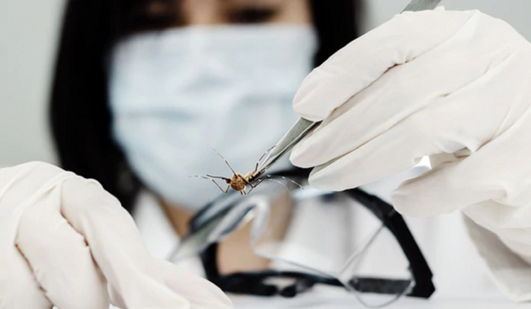 La Ciudad creó un Plan Estratégico y Operacional para la prevención y el control del mosquito Aedes aegypti (Getty)