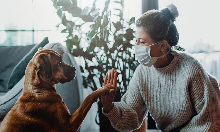 Veterinarios analizaron en Canadá las mascotas de un grupo de personas con diagnóstico positivo de COVID-19 (Shutterstock)