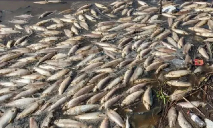 Aparecieron miles de peces muertos en el río Salado - LA CAPITAL