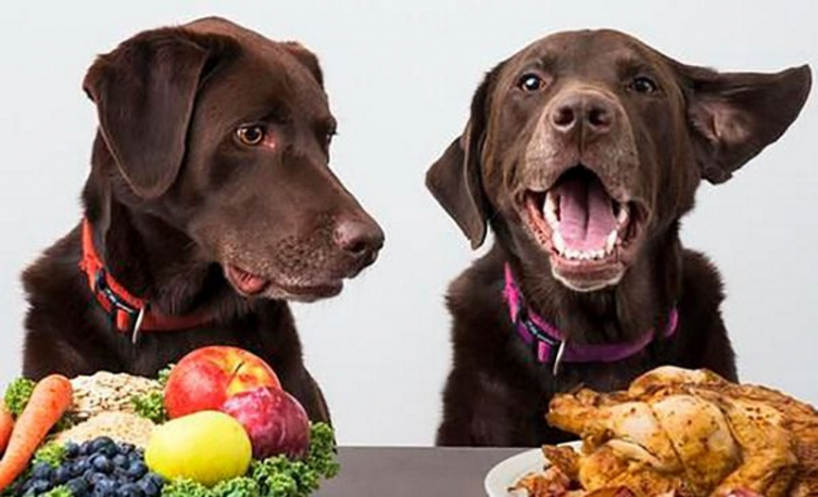 De la mesa a la cucha: alimentos vegetarianos para mascotas, ¿moda o disparate? - Diario El Día de La Plata