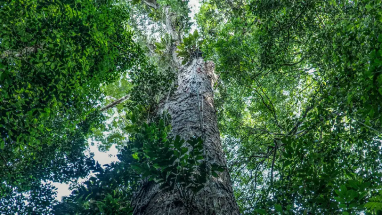 Científicos llegaron al árbol más alto de la selva amazónica: 25 pisos de 