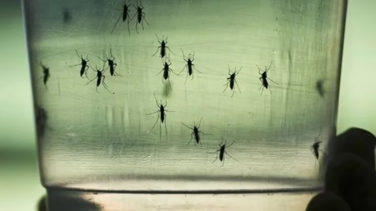 Las 13 preguntas sobre dengue: desde cuáles son los síntomas hasta cómo se puede prevenir - Infobae