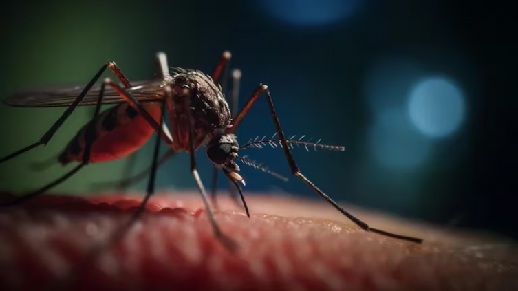 Virus que viajan en mosquitos: cuáles son los 9 patógenos que más preocupan en América Latina (Imagen ilustrativa Infobae)