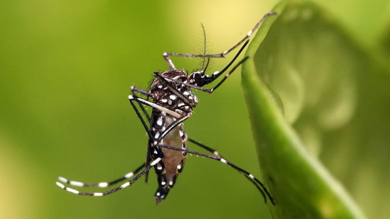 Dengue - Mosquito