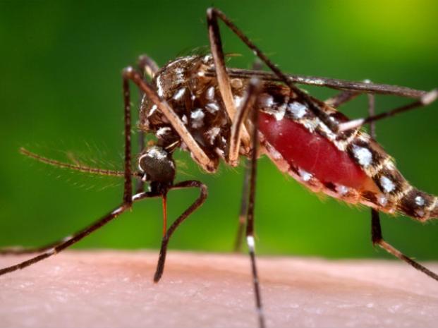 Zika - Mosquito