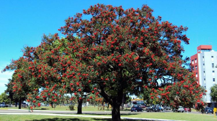 El árbol del ceibo, tiene a la flor nacional de la Argentina
