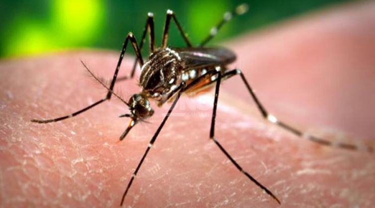 Mosquito dengue - UNO Santa Fe