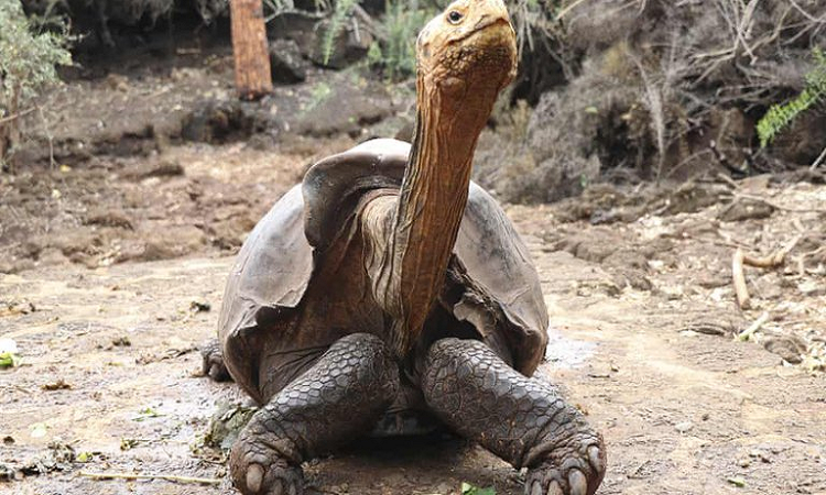 Paleontólogos argentinos descubrieron que las tortugas no siempre tuvieron la capacidad de esconder su cabeza en el caparazón - INFOBAE