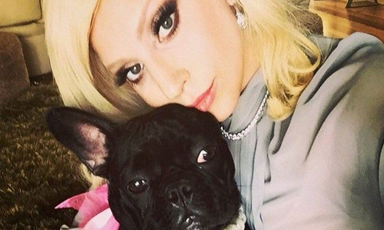 Lady Gaga ofrece medio millón de dólares para recuperar a sus perros - Filo.news
