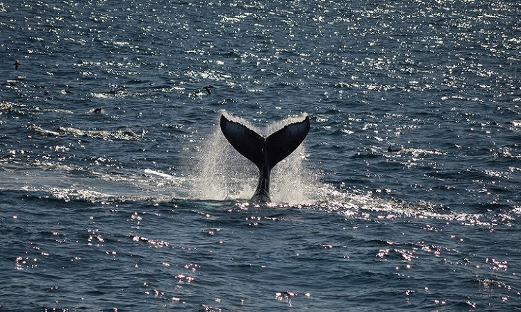 Cómo es la experiencia de la migración de ballenas en San Diego (Shutterstock.com)