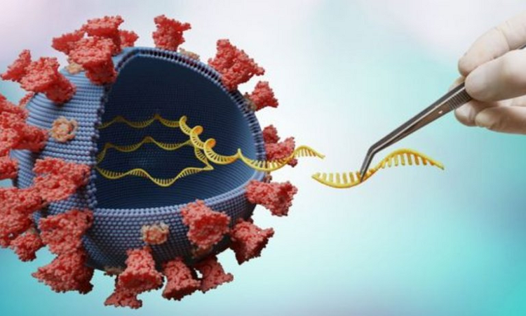 Se ha mostrado con el SARS-CoV-2 que el nivel de ARN viral tiene una correlación mínima con la infectividad del virus (Foto: Pixabay)