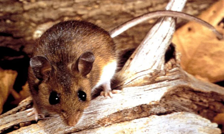 Es una enfermedad es una zoonosis transmitida especialmente por roedores, incluidos ratones y ratas. Hantavirus: modo de contagio, síntomas y prevención de una enfermedad que aún no tiene cura – Infobae 