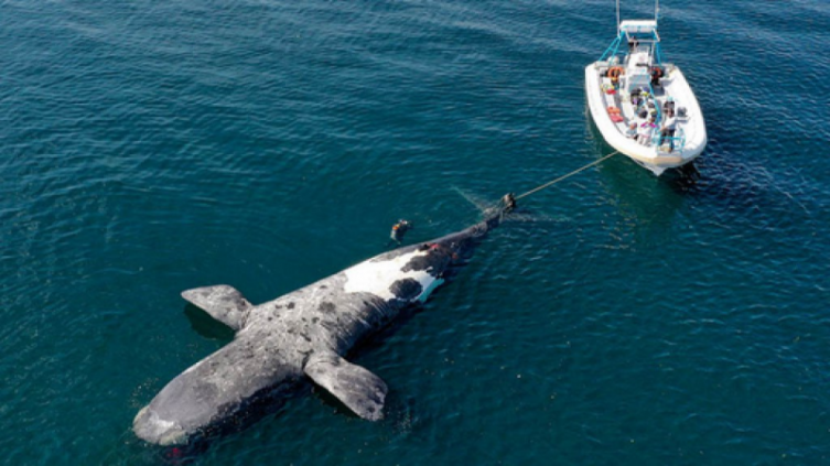 Ya son 10 las ballenas encontradas muertas en Chubut - NA