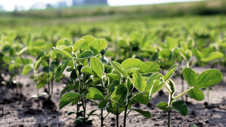 La siembra de soja necesita que lluevan 100 milímetros en diciembre según la Bolsa de Comercio de Rosario - télam
