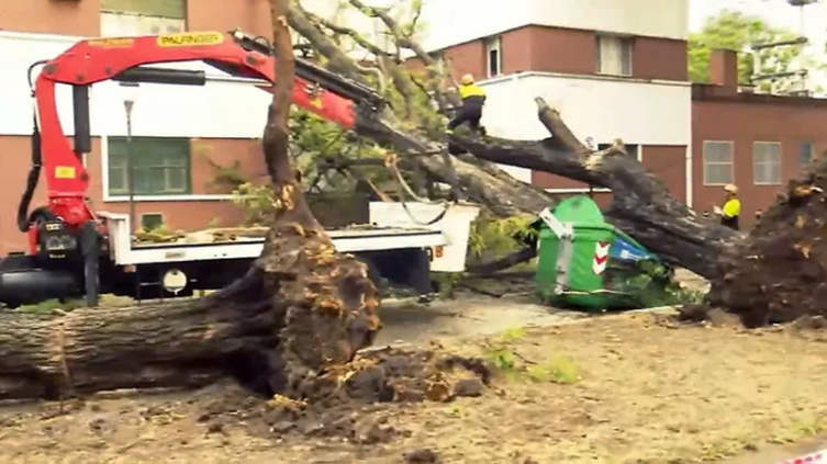 Temporal en Rosario: se cayeron dos árboles frente al Hospital Alberdi y provocaron destrozos - LA CAPITAL