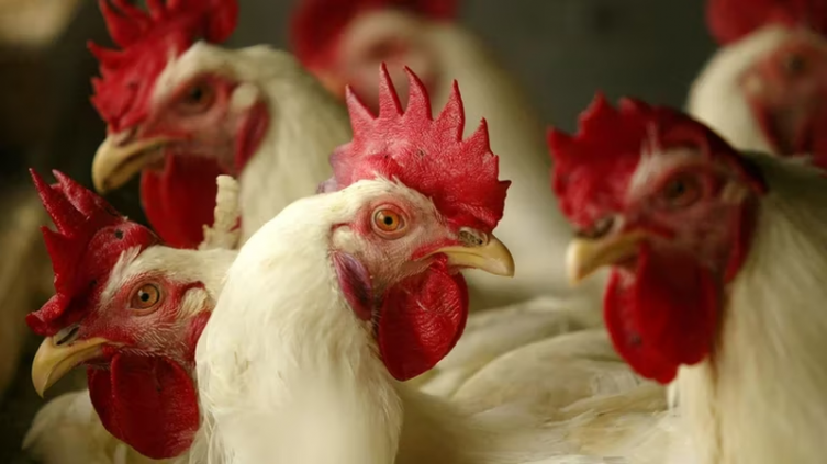 La gripe aviar avanza sobre América Latina: cuál es la situación en la región - Infobae