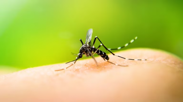 Los casos de dengue en Argentina crecieron un 252% en una semana - Infobae