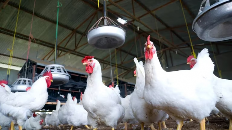 Guía sobre la gripe aviar: qué es, cómo se contagia, cuáles son los síntomas y cuál es el riesgo para los humanos (Getty)