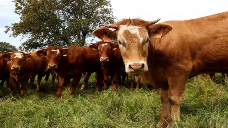 Qué es el mal de la vaca loca y cómo puede afectar a los humanos - (REUTERS/Sergio Pérez)