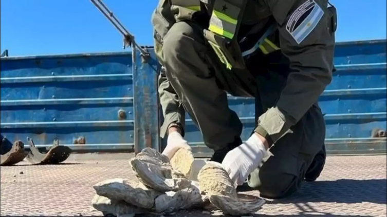 Incautaron fósiles de ostras de 12 millones de años que iban a ser sacados de la Patagonia ilegalmente - Clarín