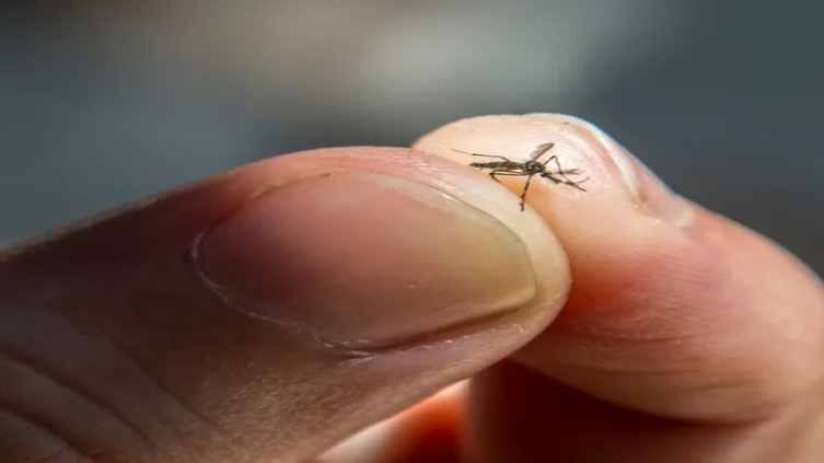 Dengue: Mitos, creencias y verdades sobre el virus que se propaga por el país - Filo.news