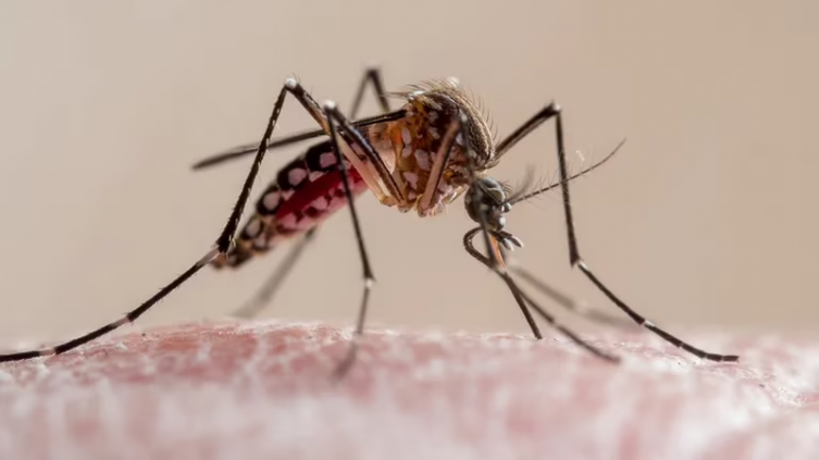 A pesar de la llegada del otoño, ¿es posible contagiarse de dengue? (Getty)