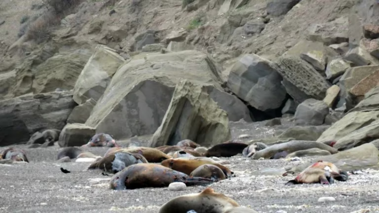 Por el brote de gripe aviar, murieron más de 1.200 lobos marinos en Río Negro (Fotos: Télam)