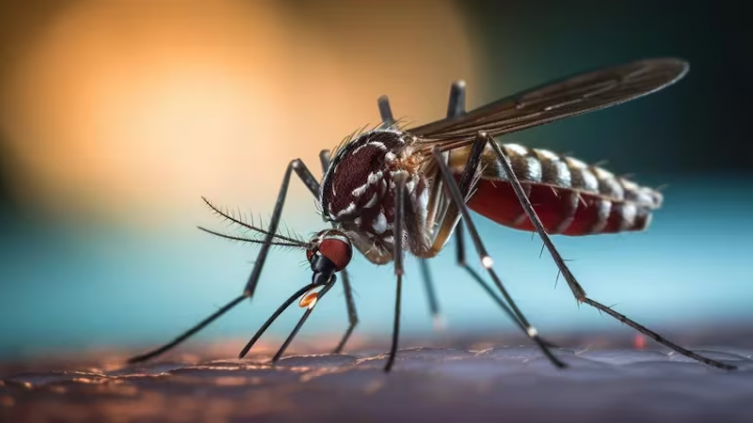 Emiten un alerta epidemiológica por riesgo de propagación de dengue: qué tener en cuenta (Imagen ilustrativa Infobae)