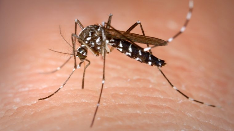 El Ministerio de Salud pidió reforzar los cuidados para la prevención del dengue - Cadena3