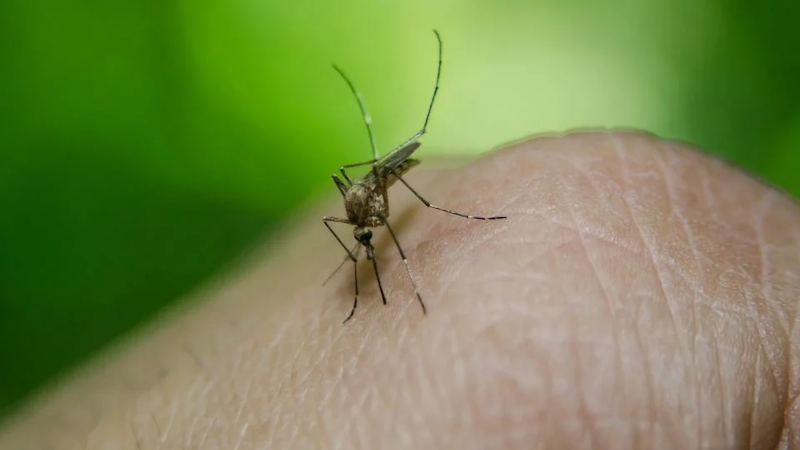 Los repelentes naturales de mosquitos mas eficaces - PRONTO