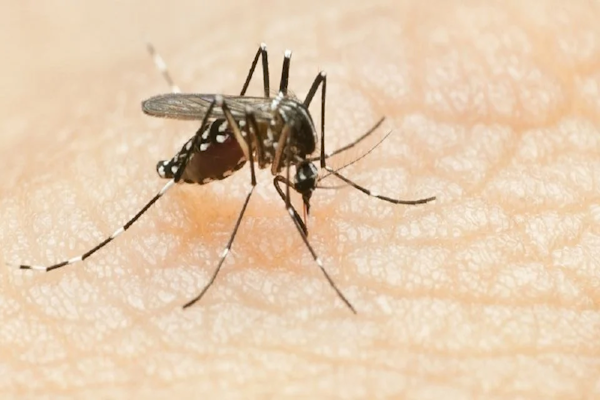 Síntomas del dengue que todos debemos conocer - PRONTO