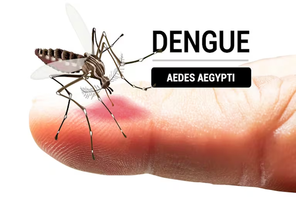 En 19 de las 24 jurisdicciones de la Argentina hay epidemia de dengue. Es una infección transmitida por el mosquito Aedes aegypti - Infobae