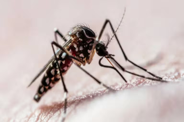 Identificaron un compuesto que puede actuar contra el dengue y Zika (Getty Images)