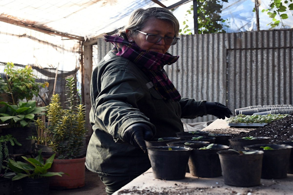 Juegos Suramericanos: la Municipalidad produce más de 18 mil plantines para embellecer los espacios públicos. - Prensa MCSF